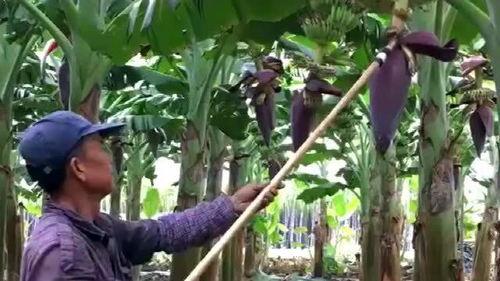 大香蕉草在线视频,揭秘神秘视频背后的真实故事